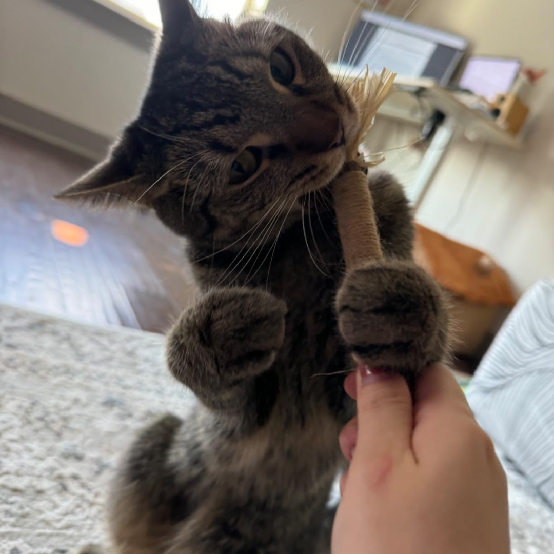 Nordrix Silberreben-Kaustangen für Katzen